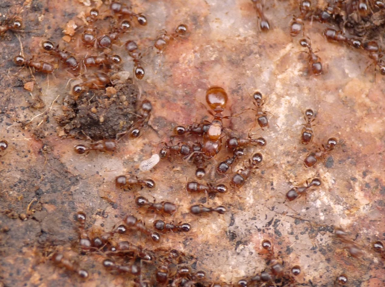 Femmina di Tetramorium